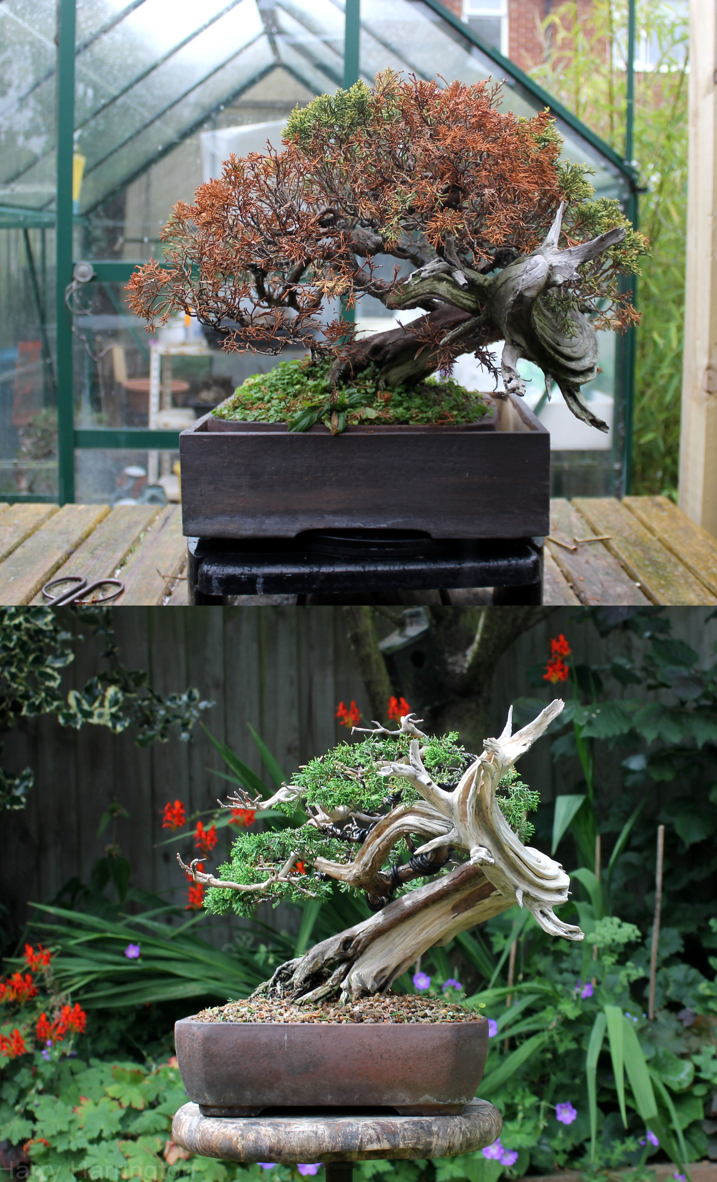 rhizotonic juniper bonsai